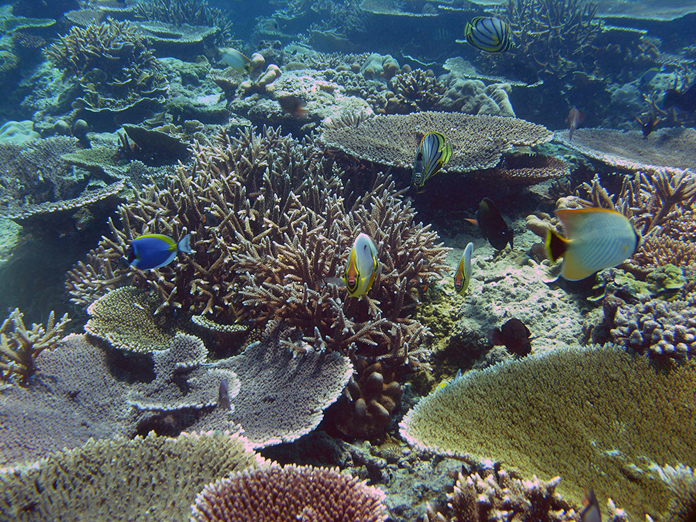 Andaman 7